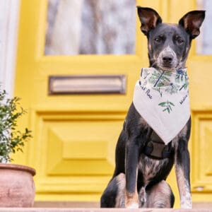 A dog wearing a bandana sits in front of a bright yellow door.