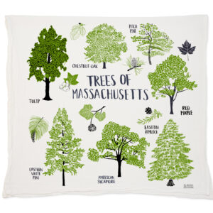 Illustration of various Massachusetts trees with their names and leaves.