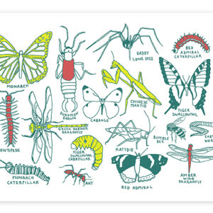 Illustration of various insects and their body parts labeled.