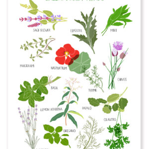 Illustration of various medicinal plants with labels.