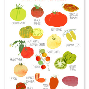 Illustration of various tomato varieties with labels.