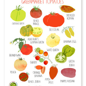 Various heirloom tomato varieties illustrated with names and colors.