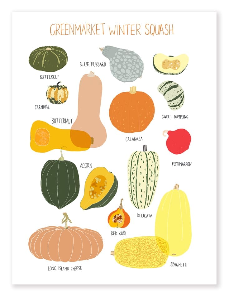 Illustration of various colorful pumpkins and squashes with labels.