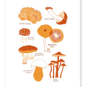 Illustration of various mushroom species with names labeled.